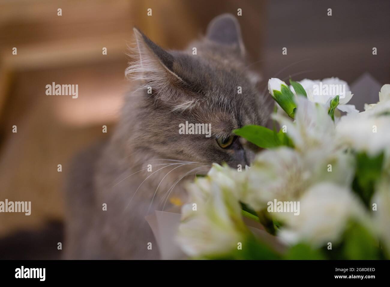 Cat sniffing at rose hi-res stock photography and images - Alamy