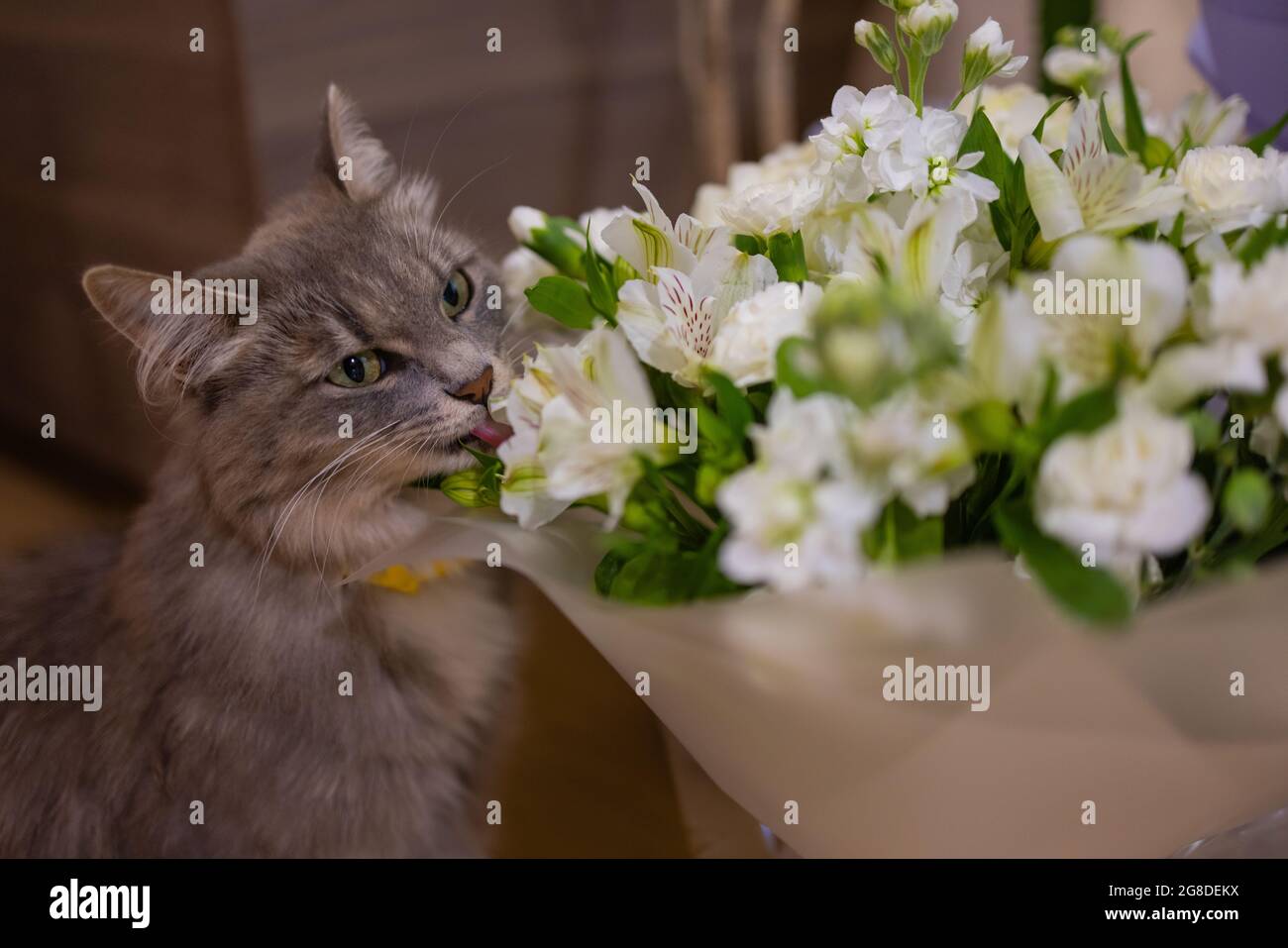 Cat sniffing at rose hi-res stock photography and images - Alamy