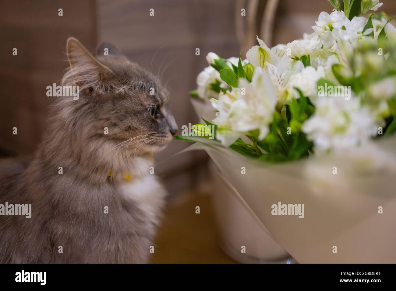 Cat sniffing at rose hi-res stock photography and images - Alamy