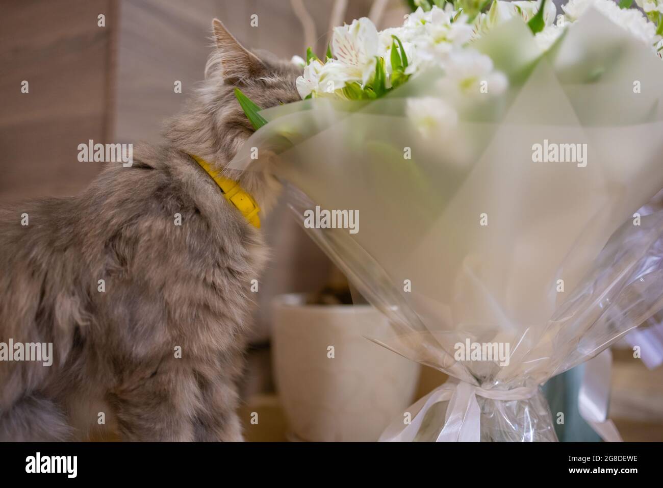Cat sniffing at rose hi-res stock photography and images - Alamy