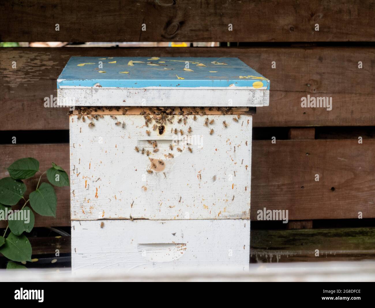 North America - United States, New York City: Honey bee boxes at the Halsey Community Garden located in Brooklyn. Stock Photo