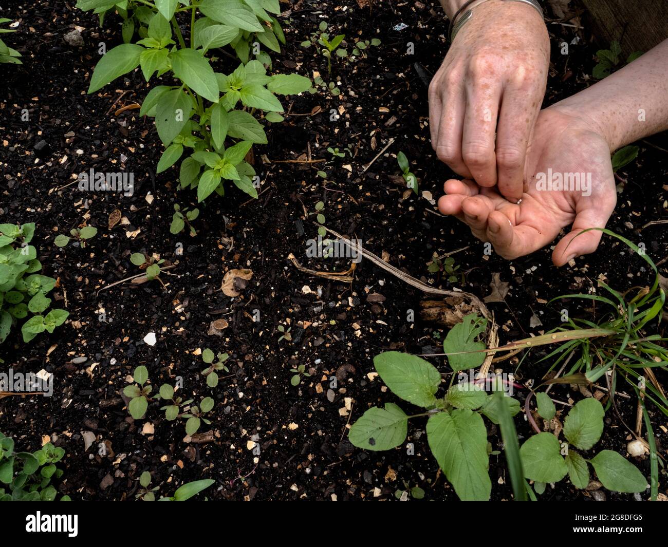 North America - United States, New York City: Planting seeds at the Halsey Community Garden located in Brooklyn. Stock Photo
