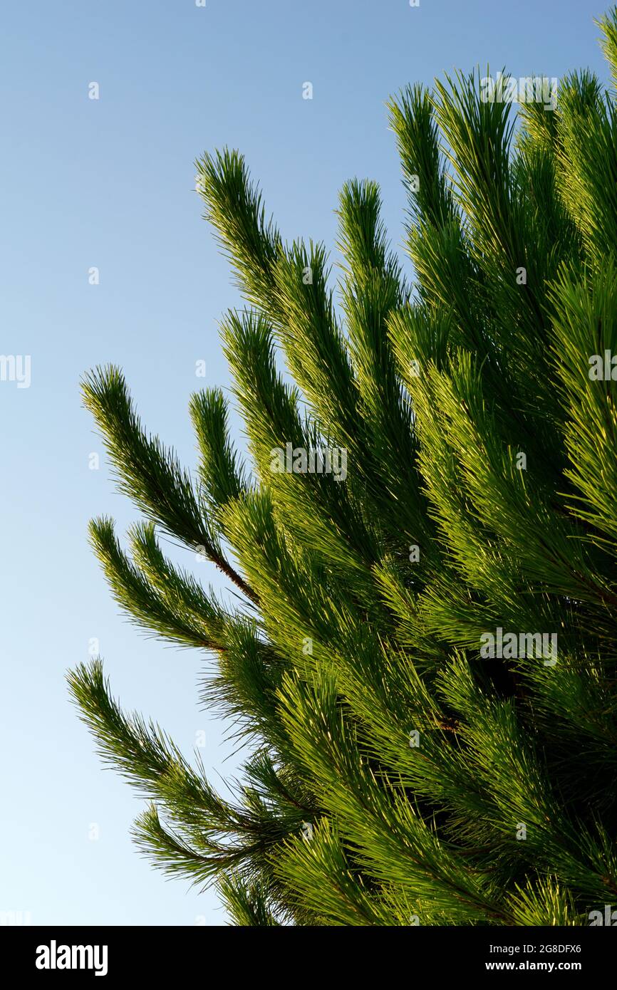 Mediterranean green pine needles hi-res stock photography and