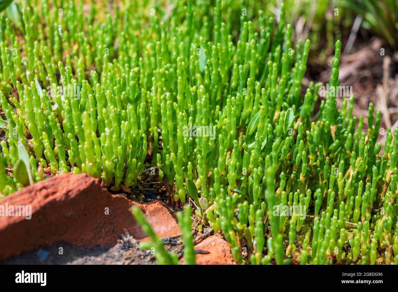 Botanical collection, young green edible sea succulent plant, Salicornia or sea glassworth weed, growing on salt marshes Stock Photo
