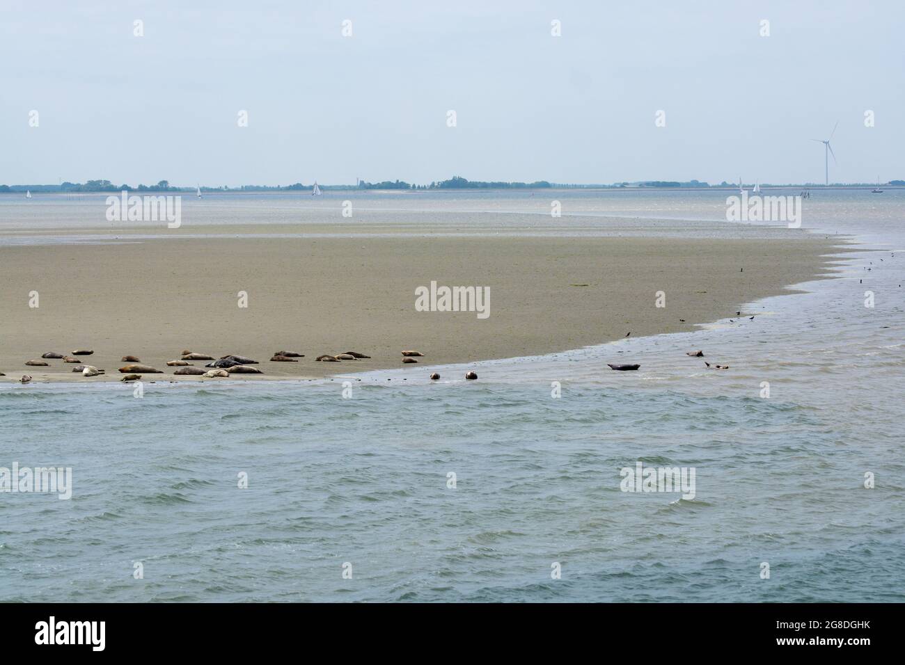 Animal collection, group of big sea seals resting on sandy beach during