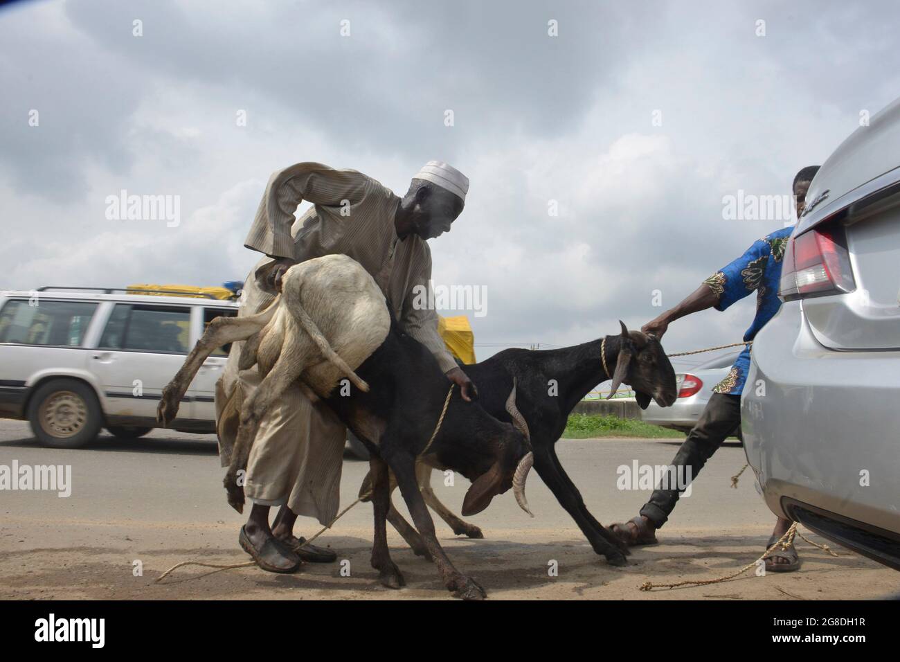 Ram vendors taking rams at the Kara Cattle Market, Isheri, in preparation for the celebration of Islamic Eid al-Adah. The Nigerian federal government Nigeria declared 20 and 21 July 2021, as public holidays. Ogun State, southwest Nigeria. Stock Photo