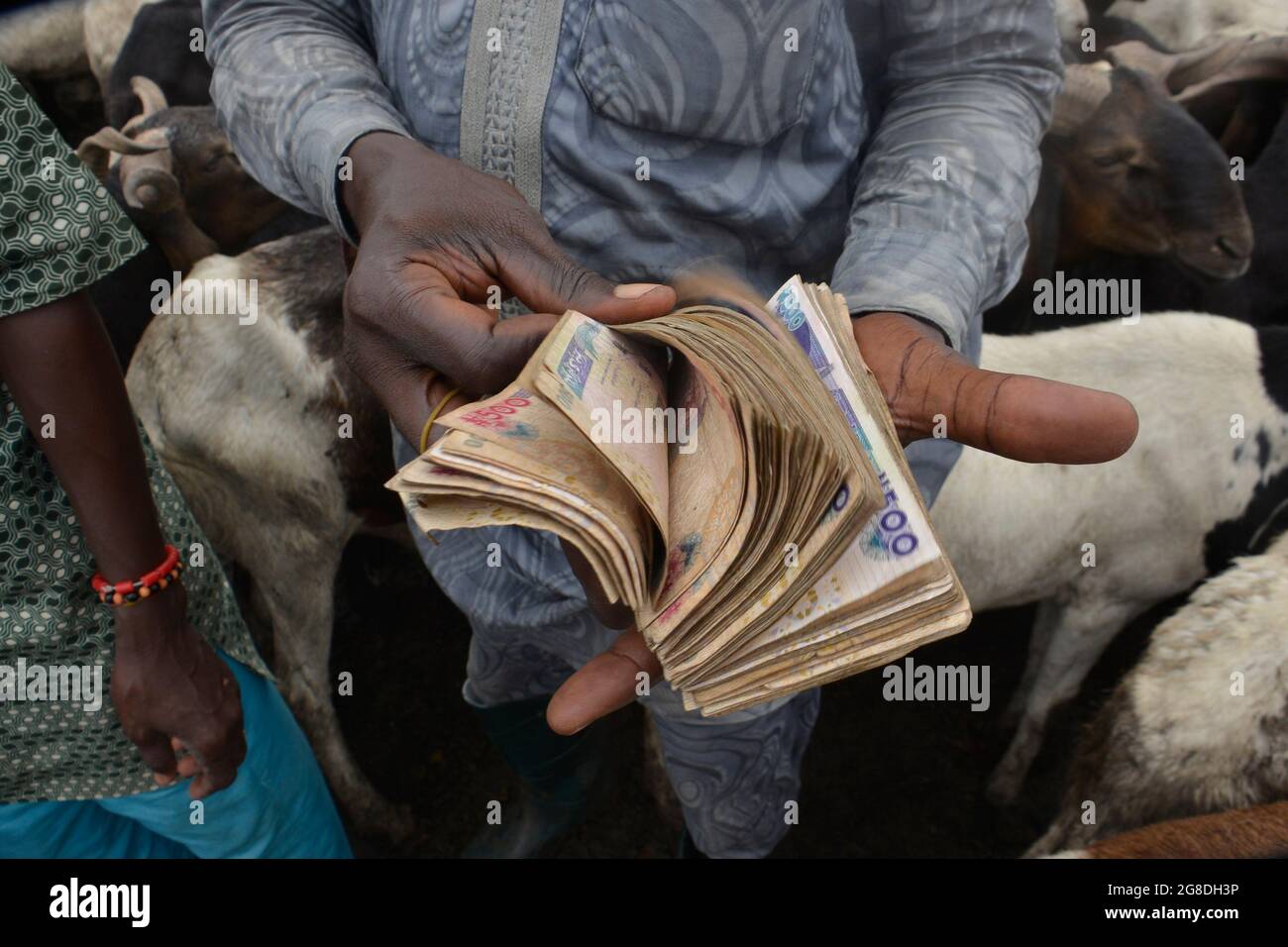 A ram vendor counting money from customers at the Kara Cattle Market