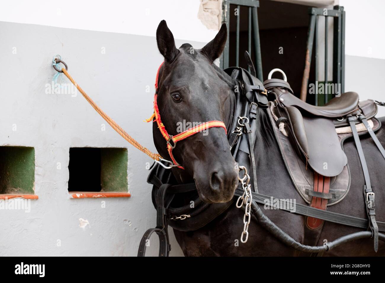 Face portrait of a black breton horse with harness, saddle and bridle Stock Photo