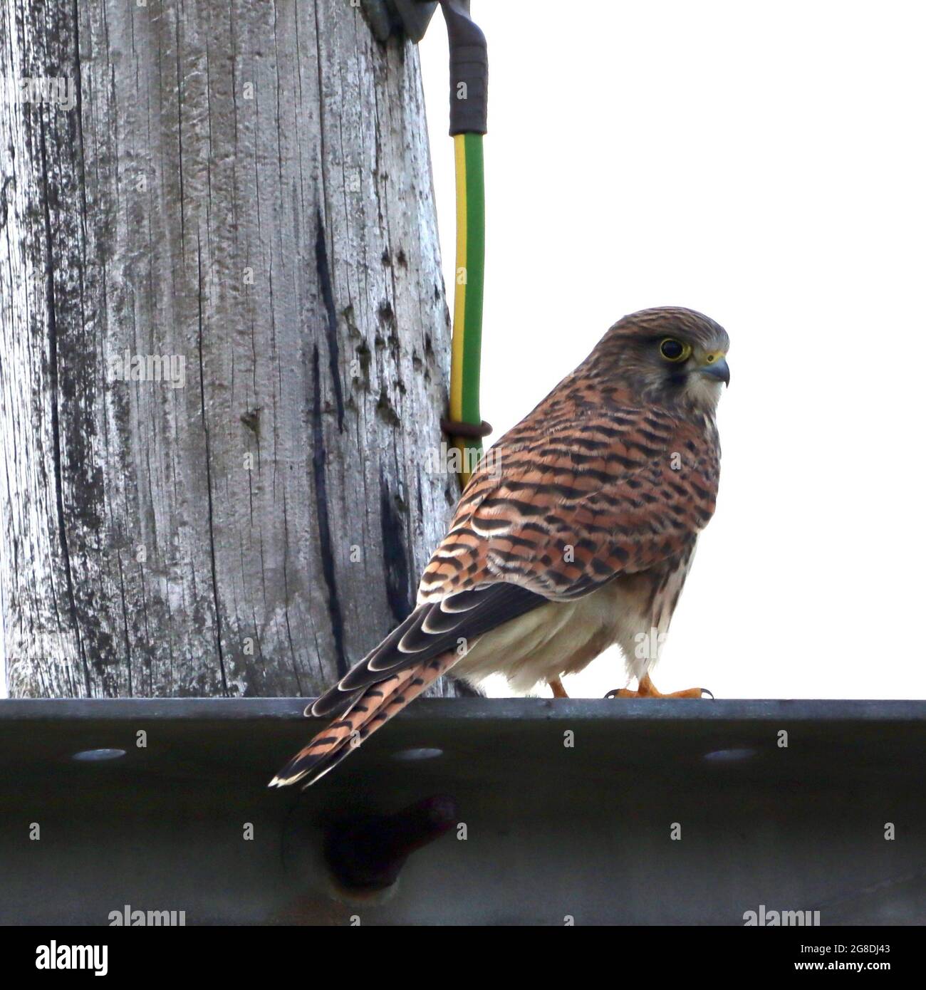 Kestrel at Hollingworth Lake, Littleborough Stock Photo