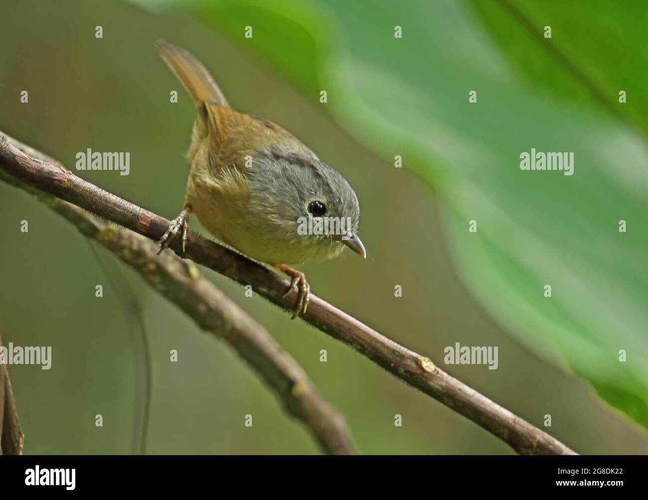 Grey-cheeked Fulvetta (Alcippe morrisonia fratercula) adult perched on twig Doi Ang Khang, Thailand     November Stock Photo
