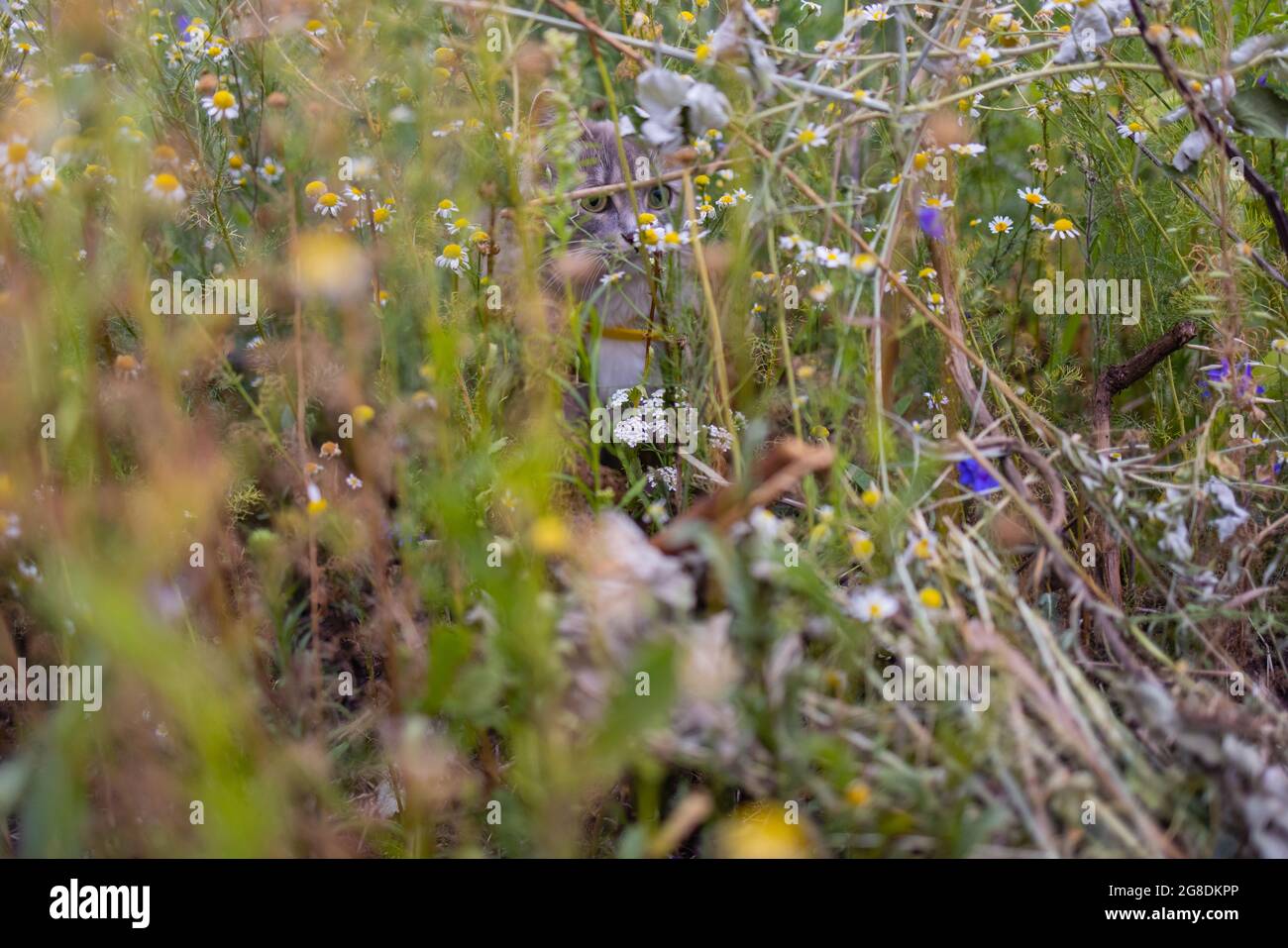Tabby cat stalking prey hi-res stock photography and images - Alamy