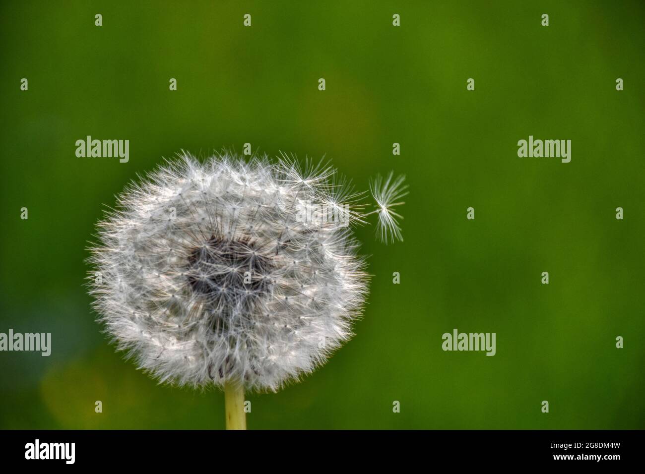 Löwenzahn, Pusteblume, reif,  Feuer, brennen, Blüte, verbrennen, entzünden, entzündlich, brennbar, Funken, Funkenflug, Flamme, heiß,  Rauch, rauchen, Stock Photo