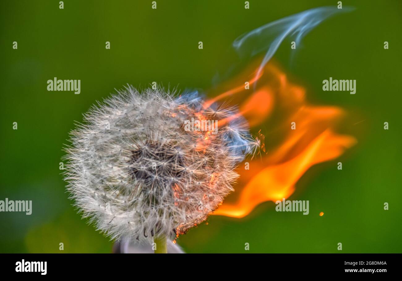 Löwenzahn, Pusteblume, reif,  Feuer, brennen, Blüte, verbrennen, entzünden, entzündlich, brennbar, Funken, Funkenflug, Flamme, heiß,  Rauch, rauchen, Stock Photo