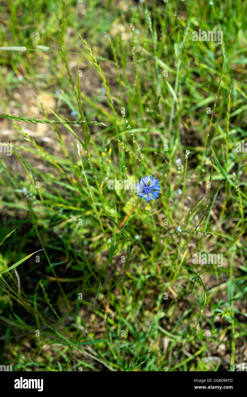 Blue cornflower between green grass. Close - up on a meadow. Beautiful sunny day. Stock Photo