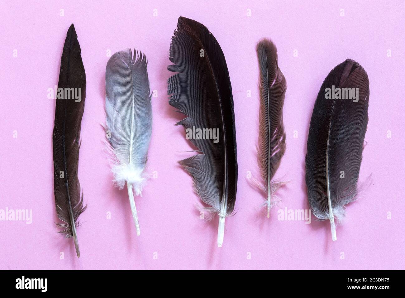Various feathers on pink background Stock Photo