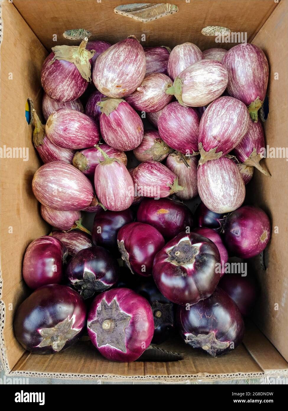 box with small tasty pink and violet round courgettes at local eco ...