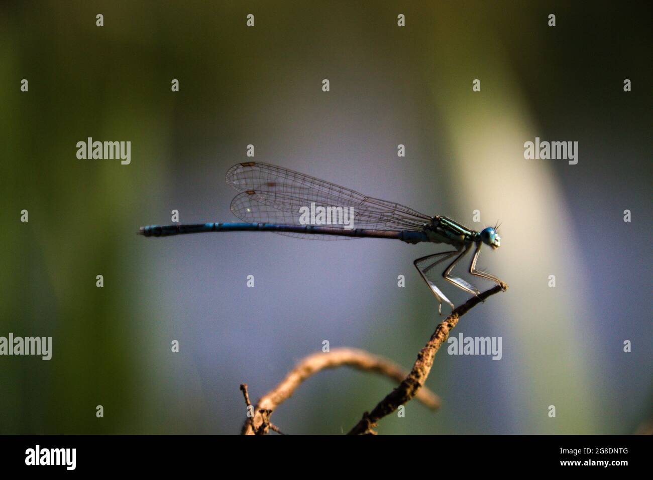 Selective focus shot of a dragonfly on a branch Stock Photo - Alamy