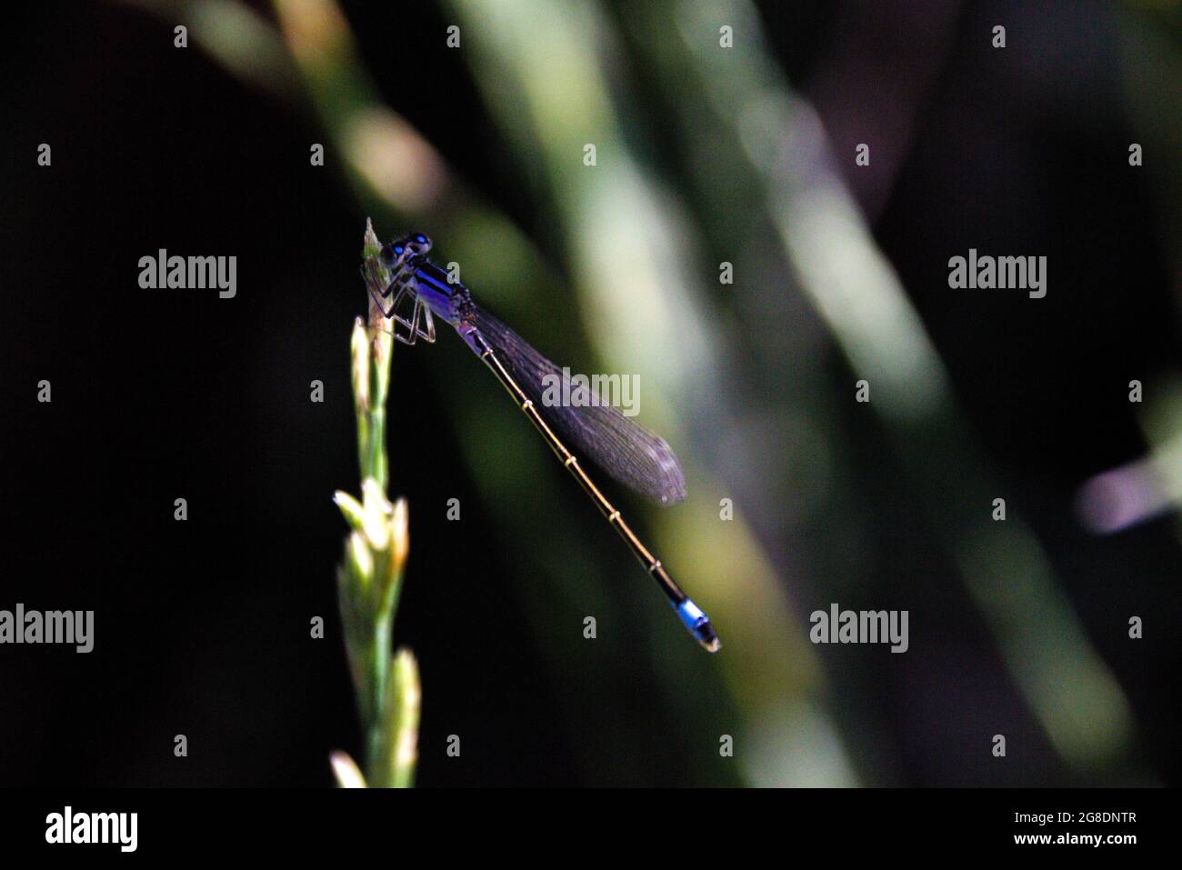 Selective focus shot of a dragonfly on a plant Stock Photo - Alamy