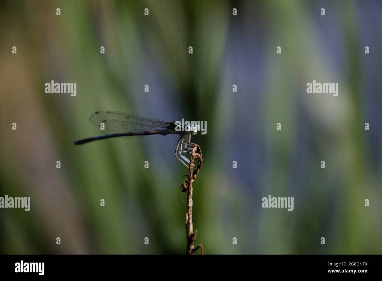 Selective focus shot of a dragonfly on a branch Stock Photo - Alamy