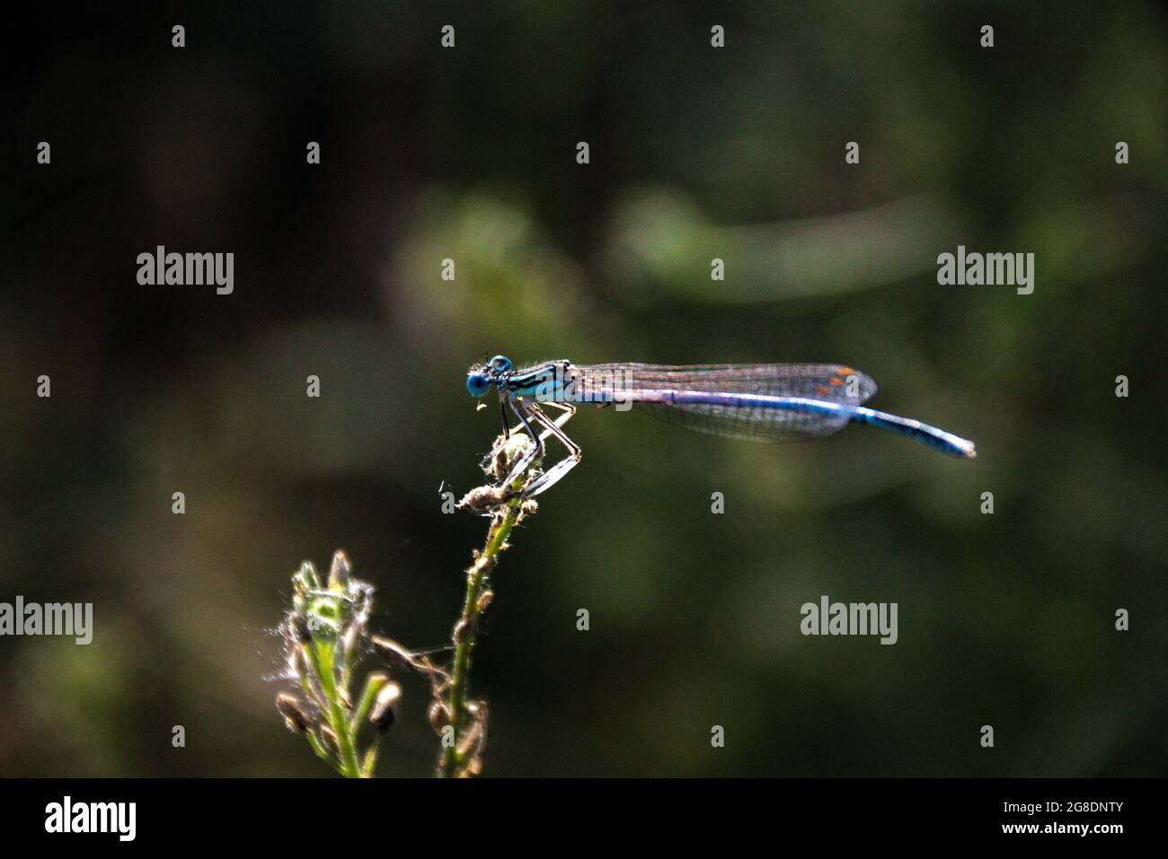 Selective focus shot of a dragonfly on a plant Stock Photo - Alamy