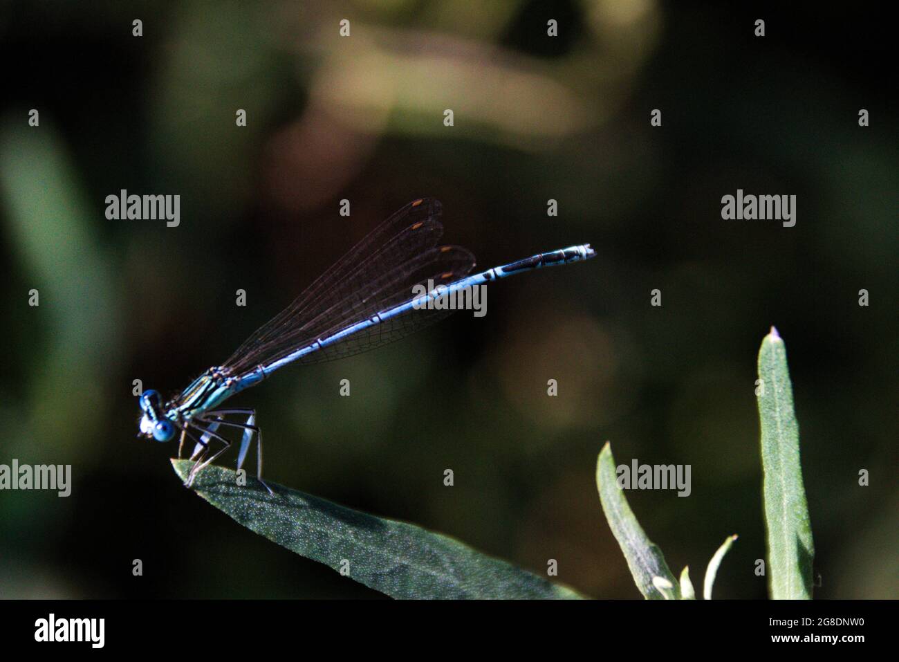 Selective focus shot of a dragonfly on a leaf Stock Photo - Alamy