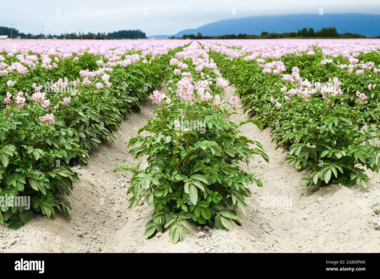 A commercial field of potatoes growing in a farm field in the Skagit