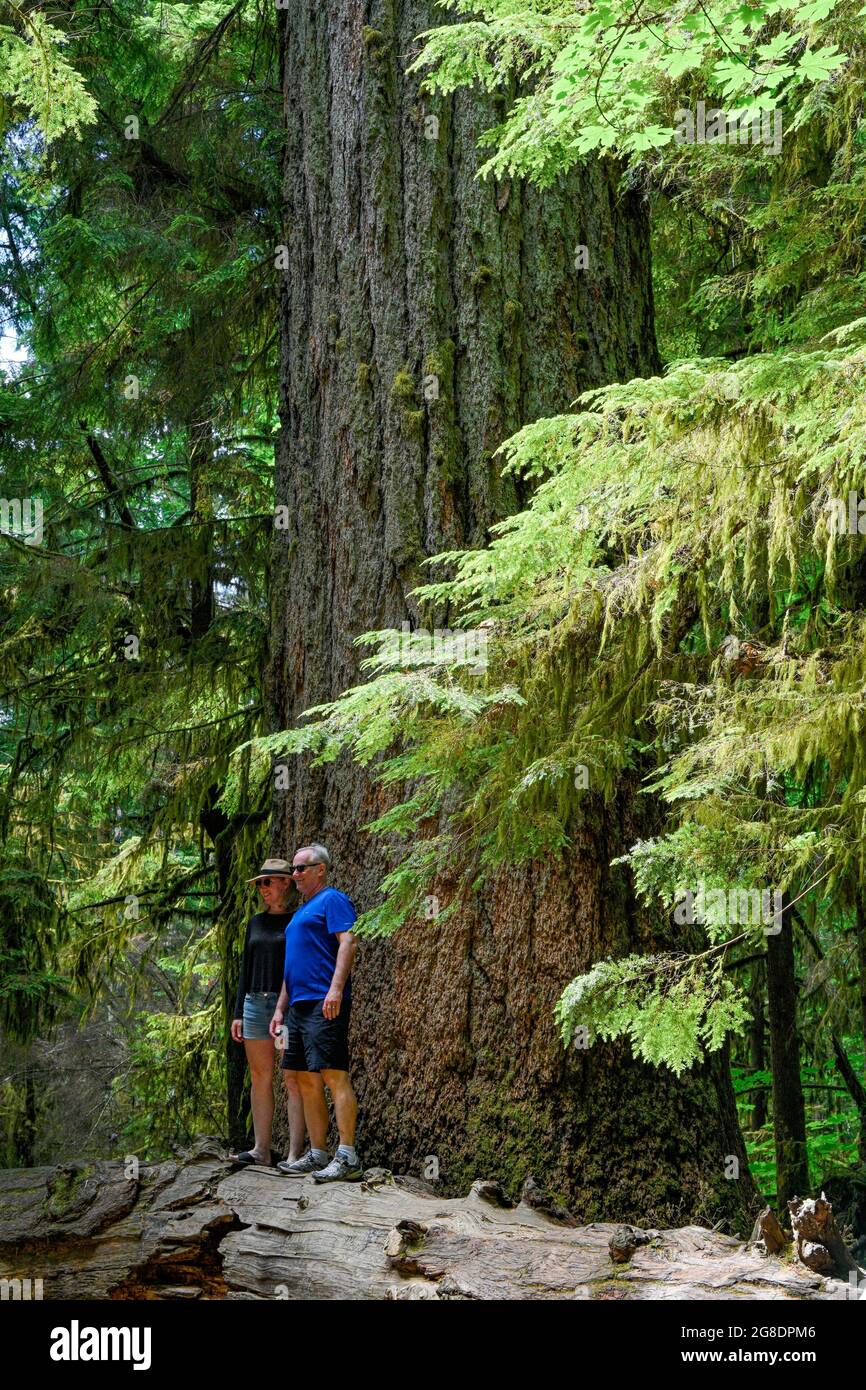 Ancient Giant Douglas Fir tree, Cathedral Grove, MacMillan Provincial Park,  British Columbia, Canada Stock Photo - Alamy