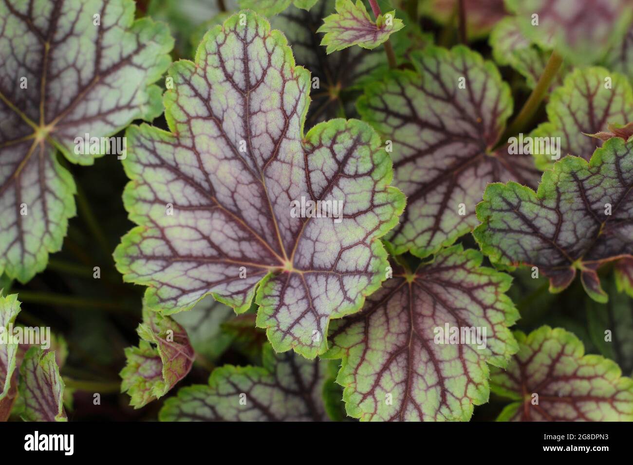 Heuchera 'Green Spice' displaying characteristic green purple leaves Stock Photo