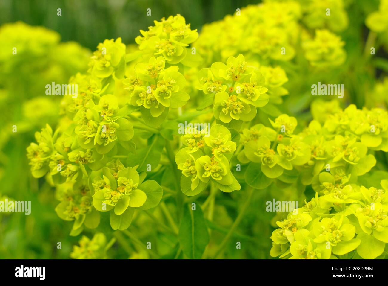 Euphorbia palustris - marsh spurge - in a garden border displaying characteristic acid green flower clusters. UK Stock Photo
