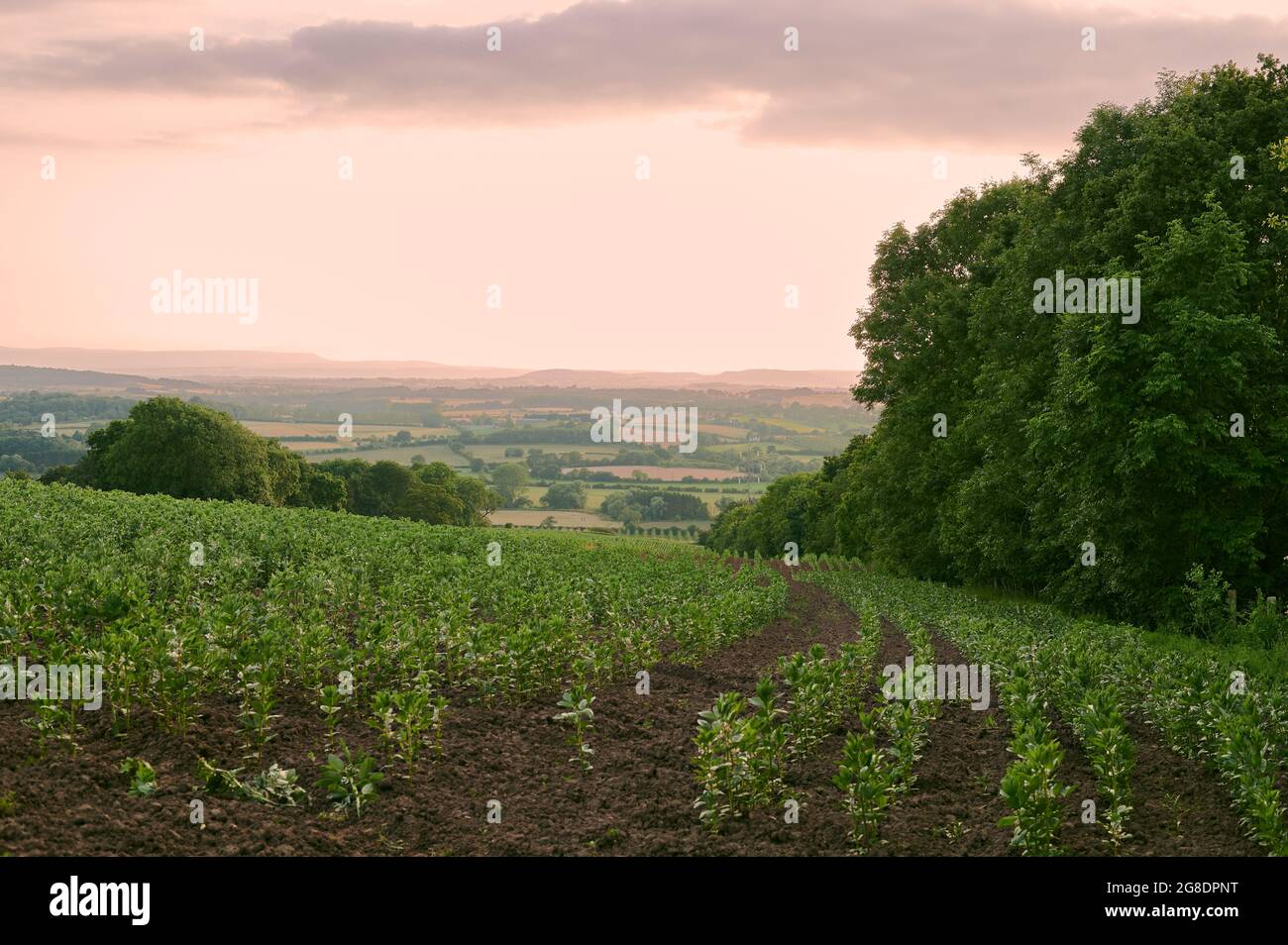 Agriculture arable field in english countryside in summer with blue sky in the evening with trees and hedges Stock Photo