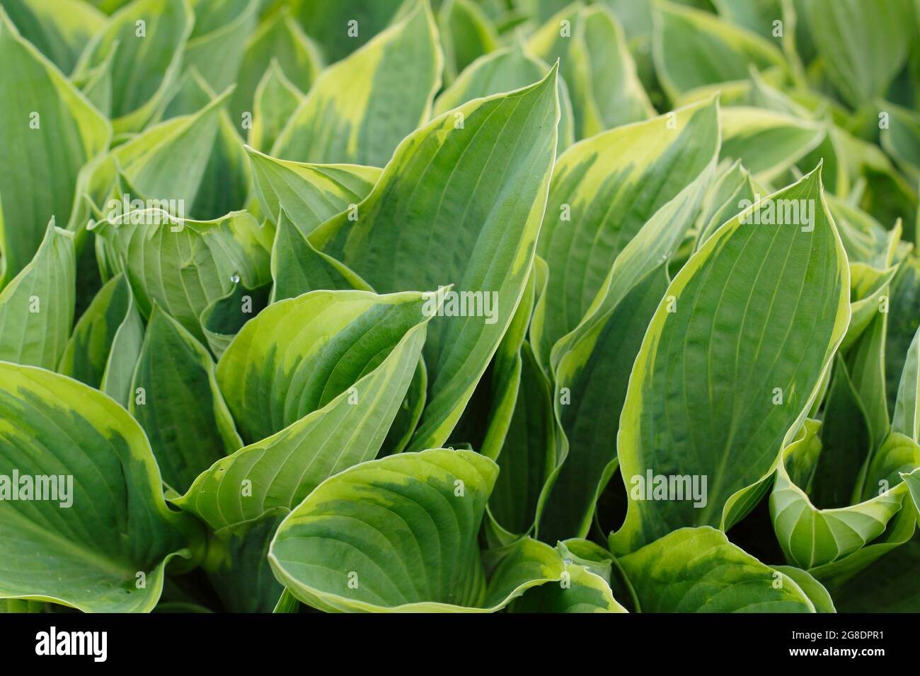 Hosta fortunei 'Aureomarginata', plantain lily plant displaying characteristic gold edged leaves Stock Photo