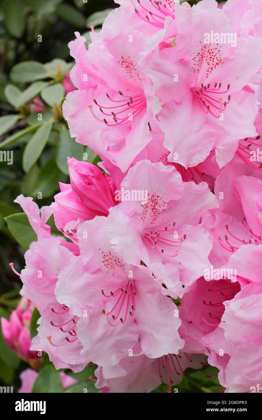 Rhododendron 'Pink Pearl' displaying characteristic showy pink blossoms in spring. UK Stock Photo