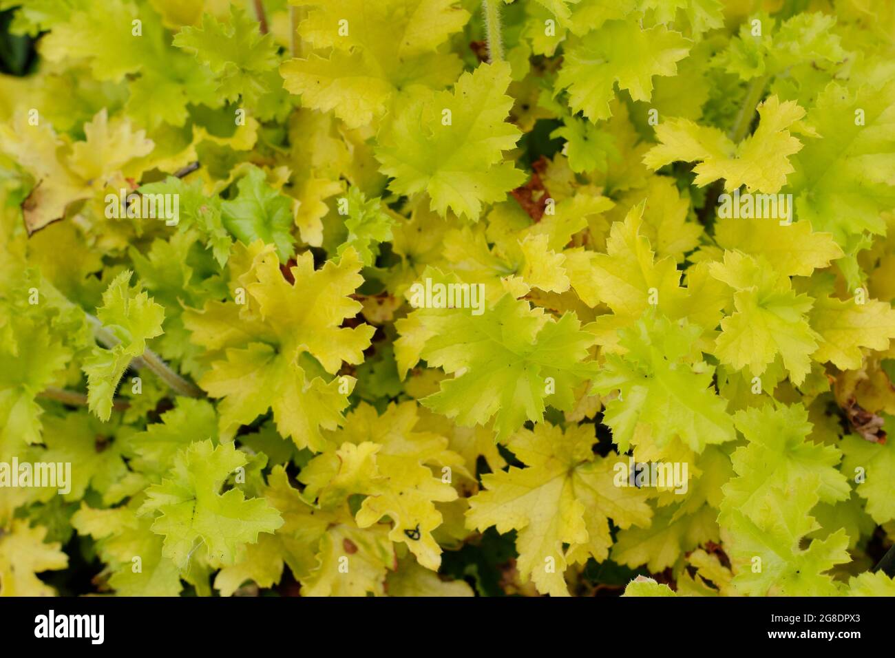 Heuchera 'Lime Marmalade' leaves. Coral bells. Alum root Stock Photo