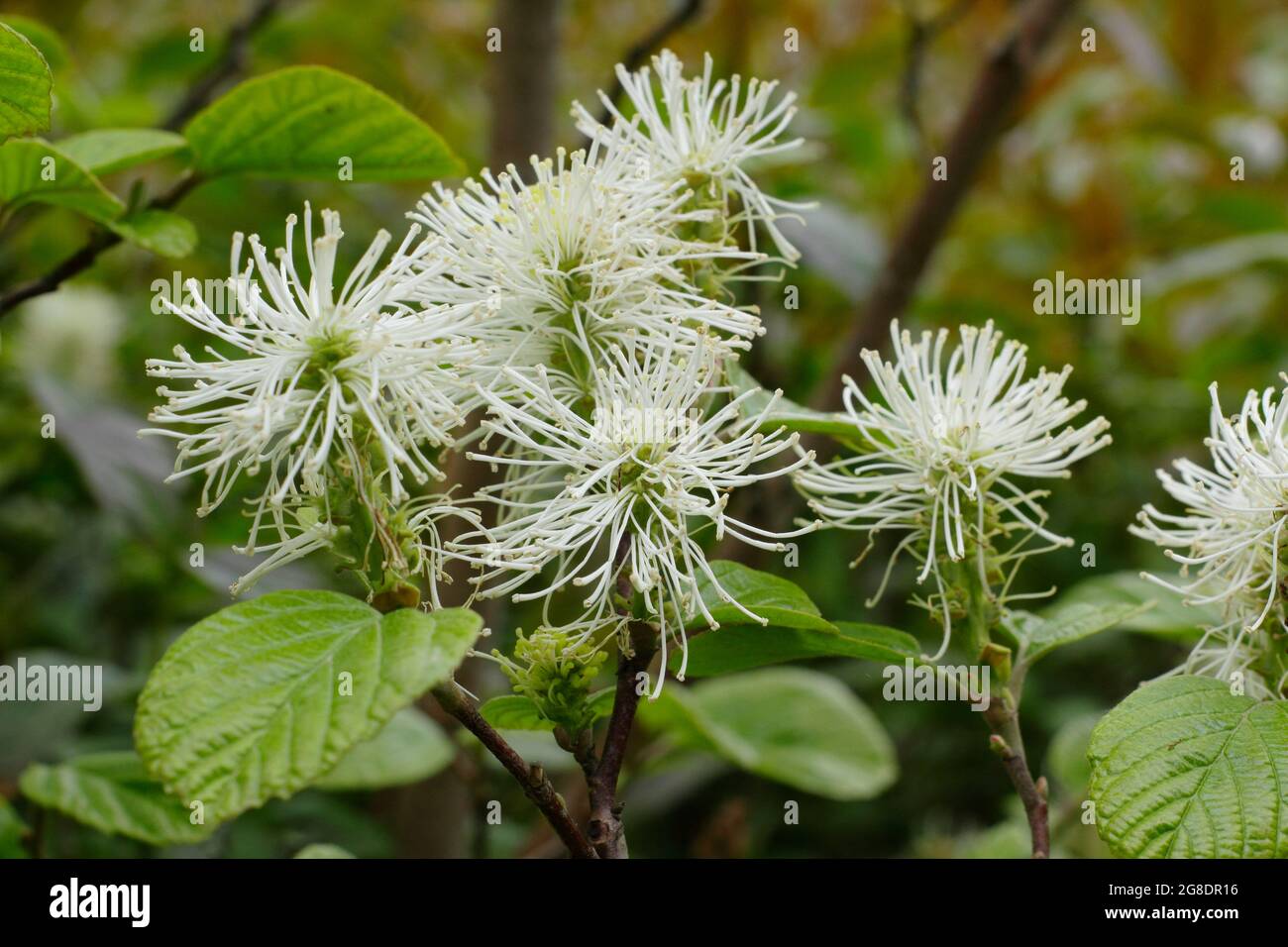 Fothergilla major - Mountain Witch alder displaying characteristic small white flower spikes. UK Stock Photo