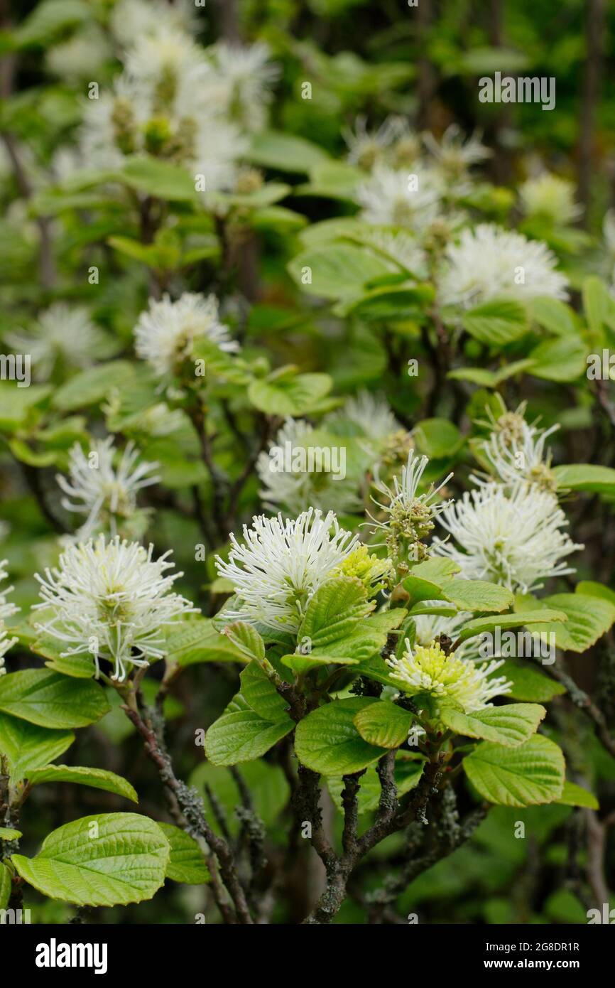 Fothergilla major - Mountain Witch alder displaying characteristic small white flower spikes. UK Stock Photo