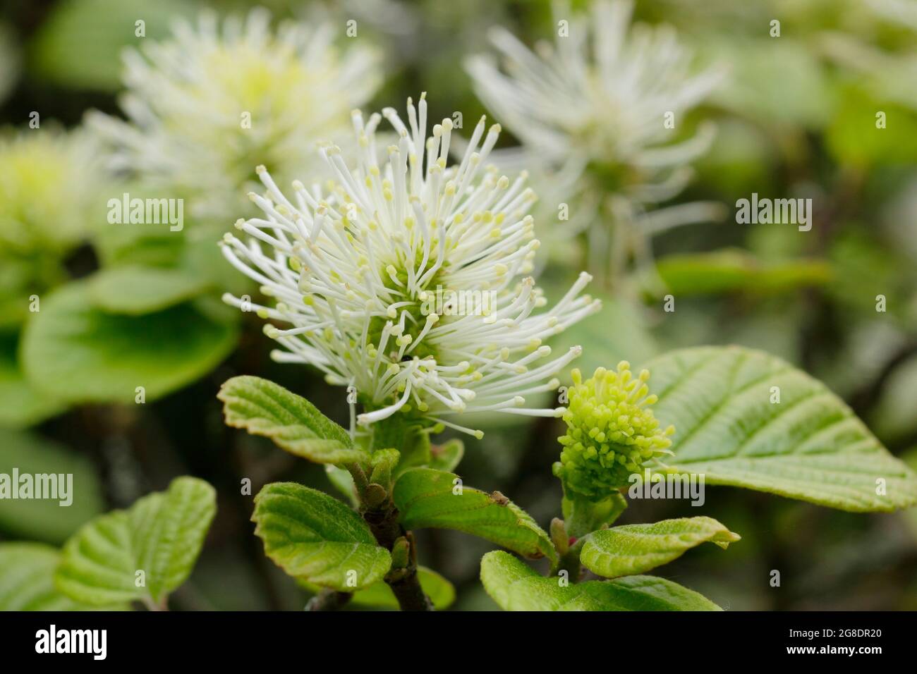 Fothergilla major - Mountain Witch alder displaying characteristic small white flower spikes. UK Stock Photo