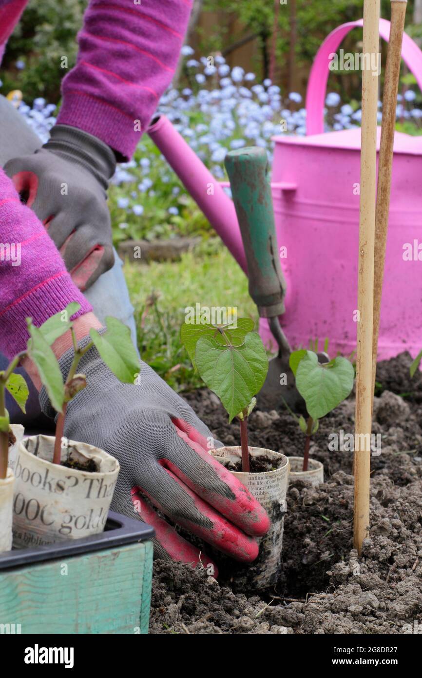 Woman planting French bean plants. Climbing French beans - Phaseolus vulgaris 'Violet Podded' - planted by cane supports in vegetable garden. UK Stock Photo