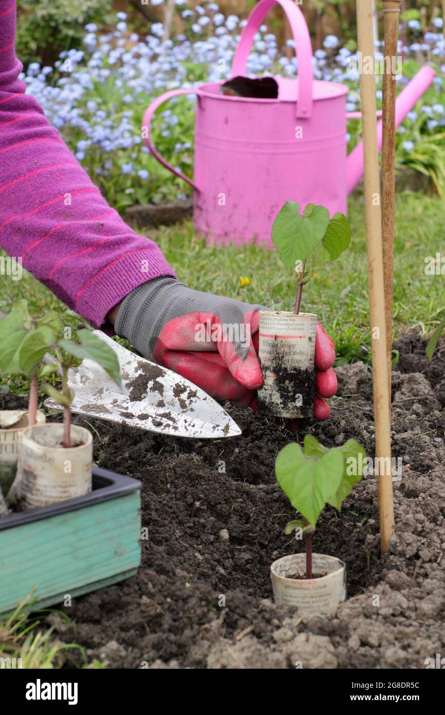Woman planting French bean plants. Climbing French beans Phaseolus