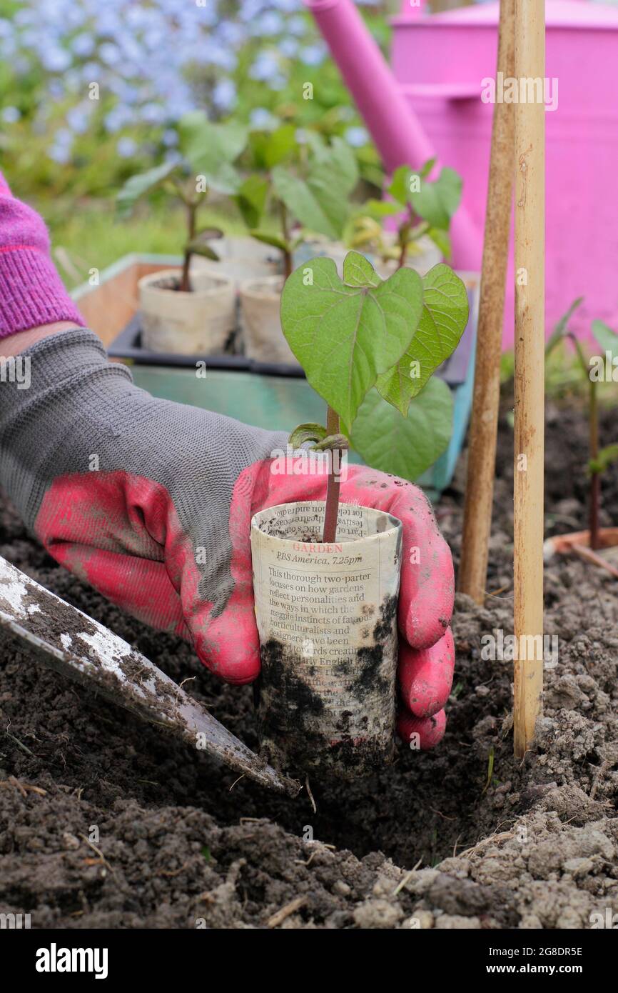 Woman planting out young climbing French bean plants - Phaseolus vulgaris 'Violet Podded' - that were started off in biodegradable newspaper pots. Stock Photo