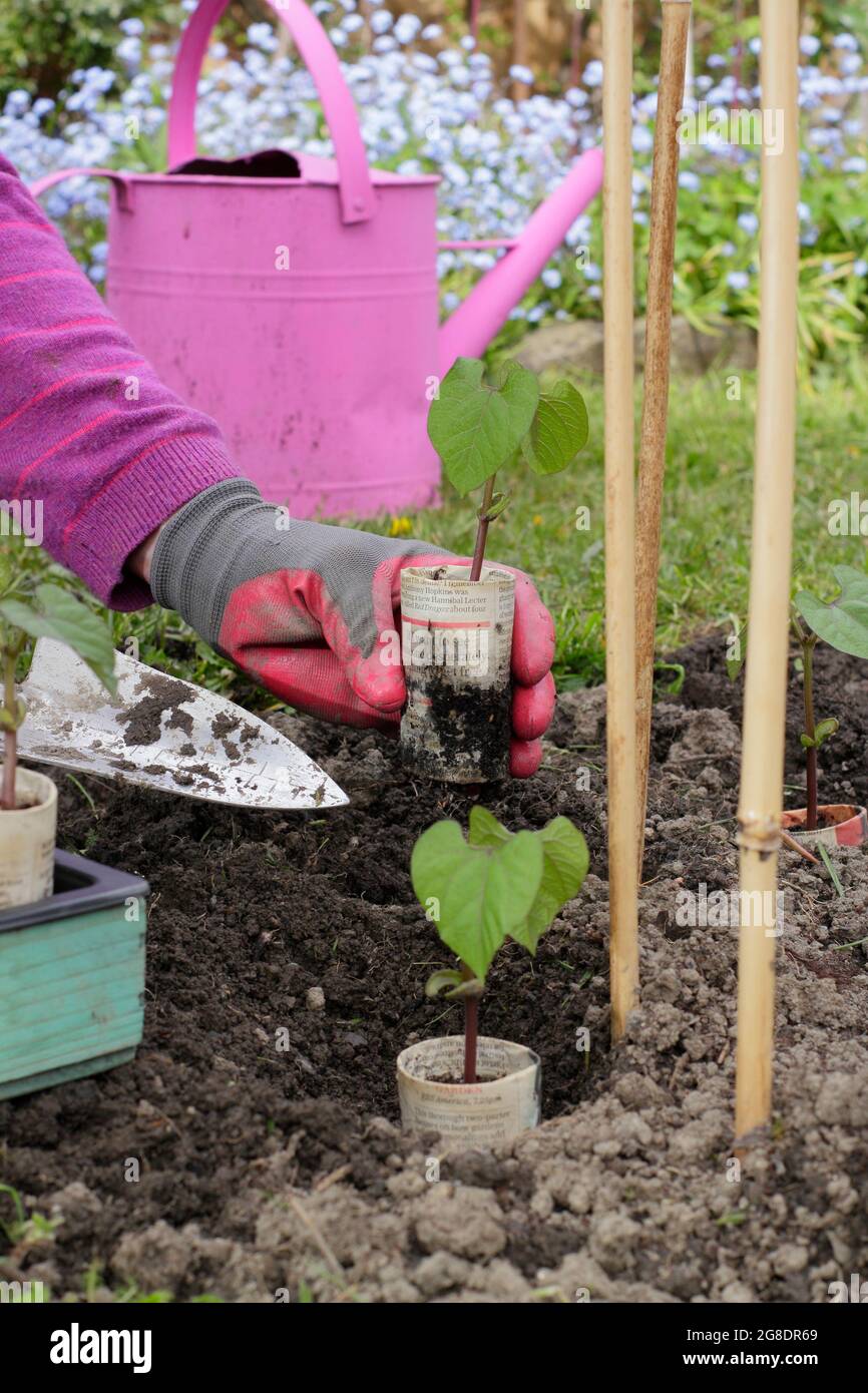 Woman planting out young climbing French bean plants - Phaseolus vulgaris 'Violet Podded' - that were started off in biodegradable newspaper pots. Stock Photo