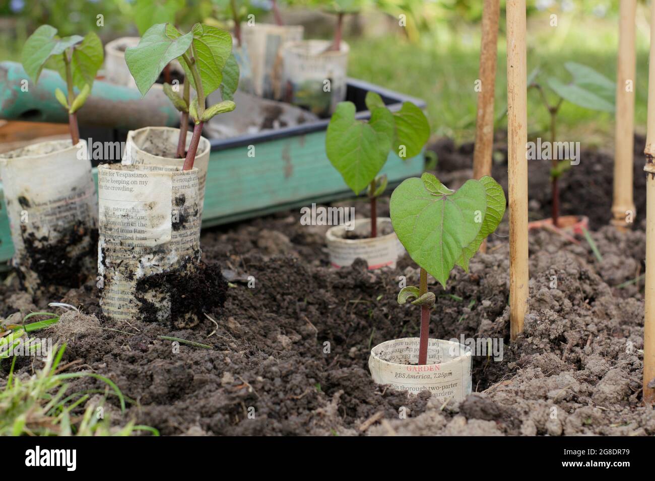 Planting French beans. Planting climbing French bean plants - Phaseolus vulgaris 'Violet Podded - in biodegradable newspaper pots by cane supports Stock Photo