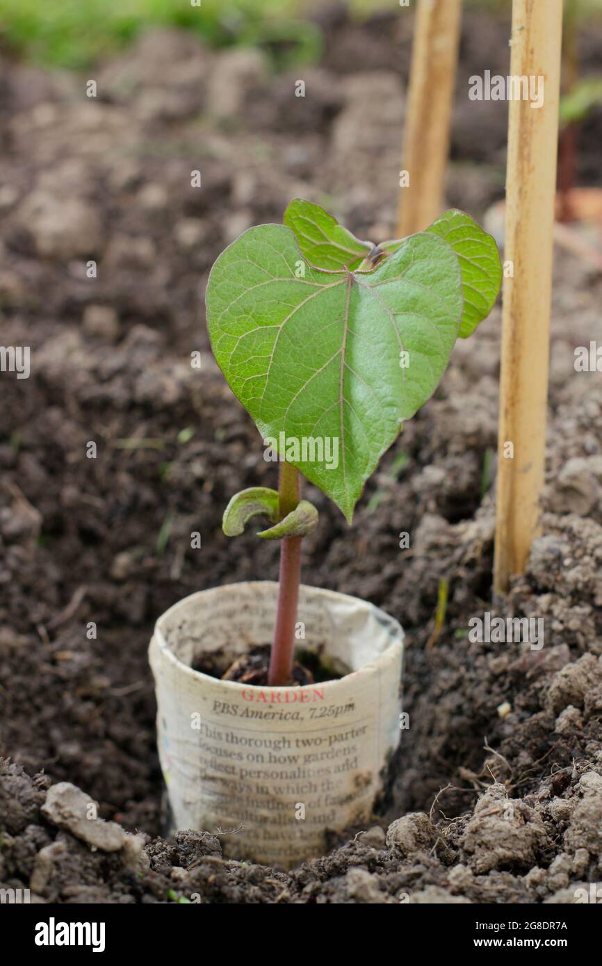 Planting French beans. Planting climbing French bean plants - Phaseolus vulgaris 'Violet Podded - in biodegradable newspaper pots by cane supports Stock Photo