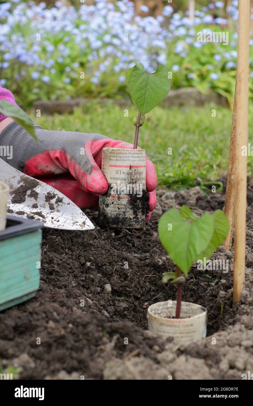 Woman planting French bean plants. Climbing French beans - Phaseolus vulgaris 'Violet Podded' - planted by cane supports in vegetable garden. UK Stock Photo