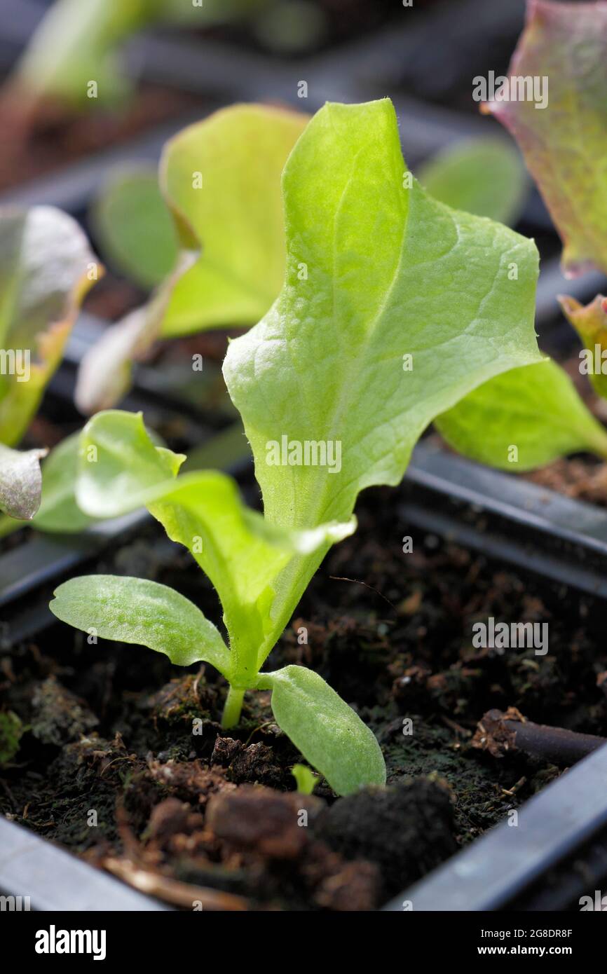 Lettuce seedlings in a modular tray -  Lactuca sativa 'Lollo Rossa'. Stock Photo