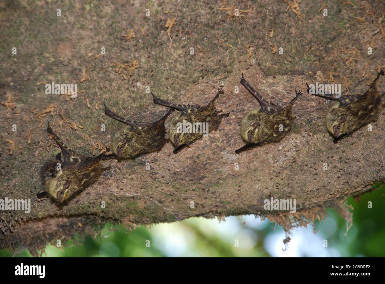 Costa Rican Proboscis bats Stock Photo - Alamy