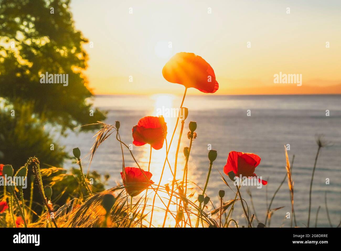 Red Poppies, seashore, sunset Stock Photo