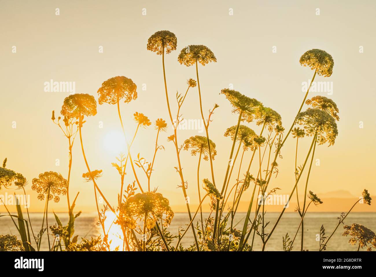 Queen Annes Lace, Daucus carota, Goose Spit Park, Comox, British Columbia, Canada Stock Photo