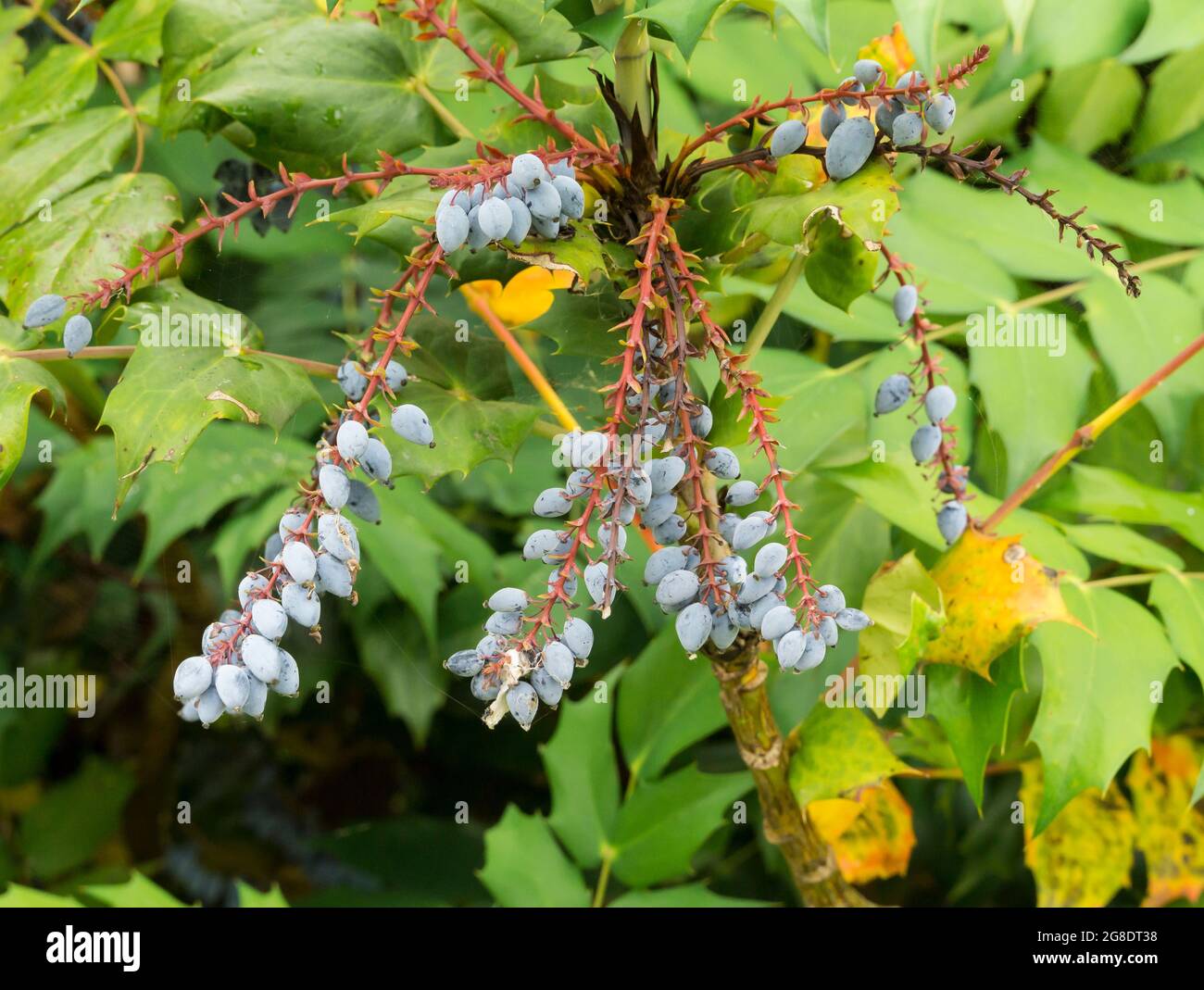 Mahonia aquifolium blue berries in summer Stock Photo