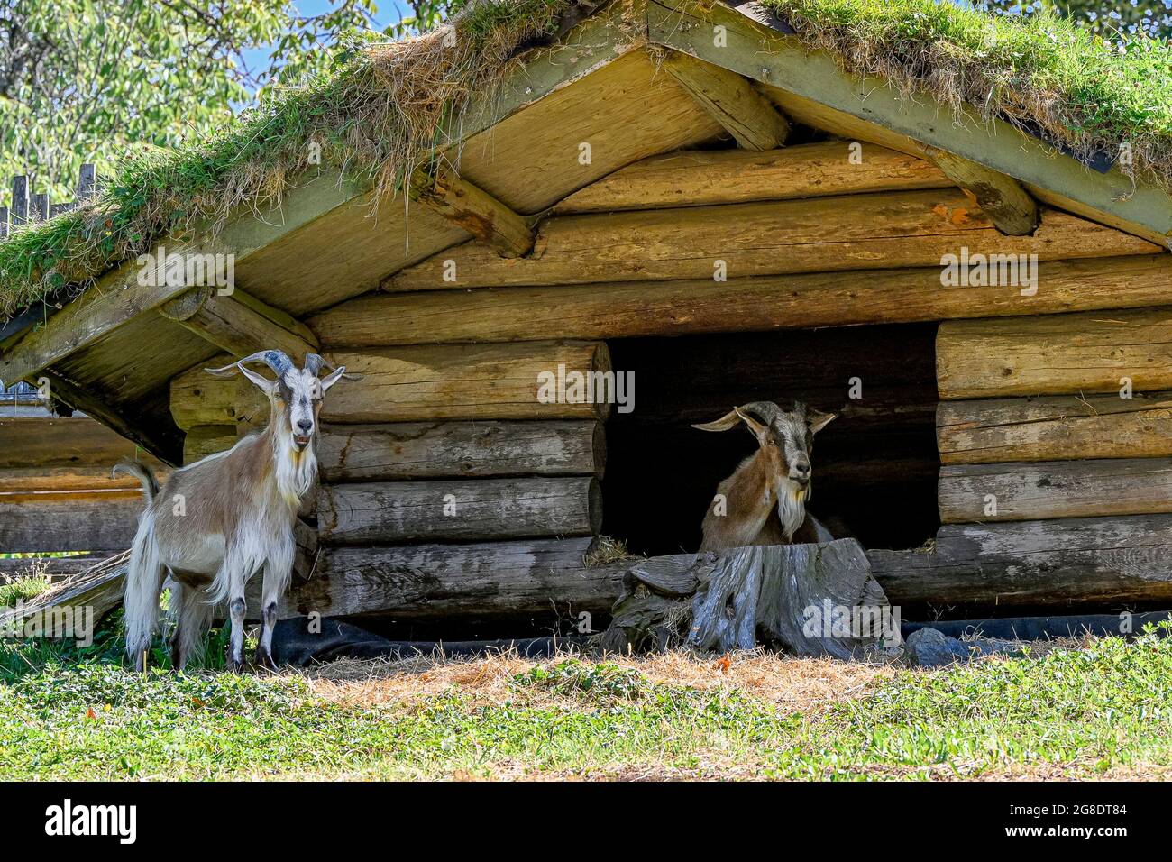 Goats at 'Goats on the Roof' Emporium boutiqueOld Country Market, Coombs, Vancouver Island, British Columbia, Canada Stock Photo