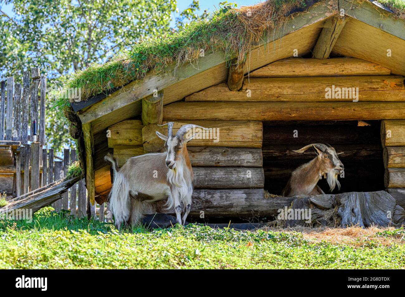 Goats at 'Goats on the Roof' Emporium boutiqueOld Country Market, Coombs, Vancouver Island, British Columbia, Canada Stock Photo